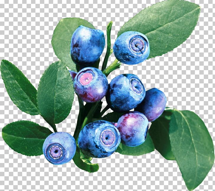Bilberry European Blueberry PNG, Clipart, Berry, Bilberry, Blueberry, Blueberry Tea, Chokeberry Free PNG Download
