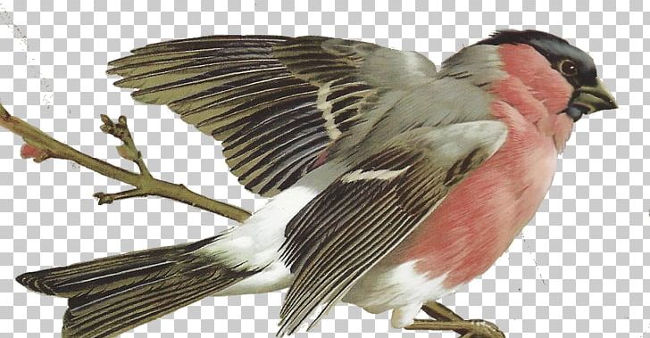 Bird Finch Passerine Beak Feather PNG, Clipart, Animals, Beak, Bird, Fauna, Feather Free PNG Download
