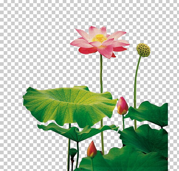 Nelumbo Nucifera Lotus Seed Template PNG, Clipart, Annual Plant, Aquatic Plant, Coreldraw, Desi, Encapsulated Postscript Free PNG Download
