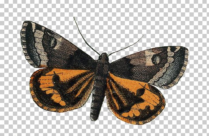 Brush-footed Butterflies Tochigi Prefecture Pieridae Gossamer-winged Butterflies Moth PNG, Clipart, Arthropod, Brush Footed Butterfly, Butterfly, Danchi, Earthworks Free PNG Download