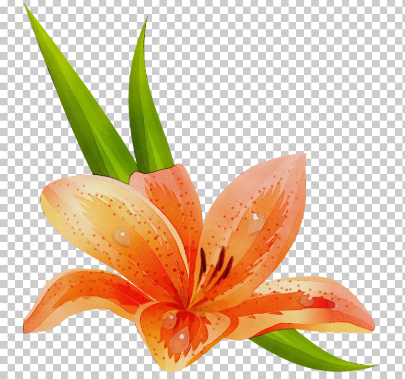 Orange PNG, Clipart, Amaryllis Belladonna, Daylily, Flower, Hippeastrum, Lily Free PNG Download
