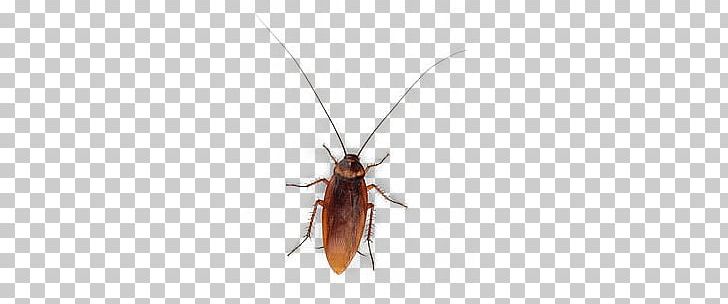 Cockroach Top PNG, Clipart, Animals, Cockroaches, Insects Free PNG Download