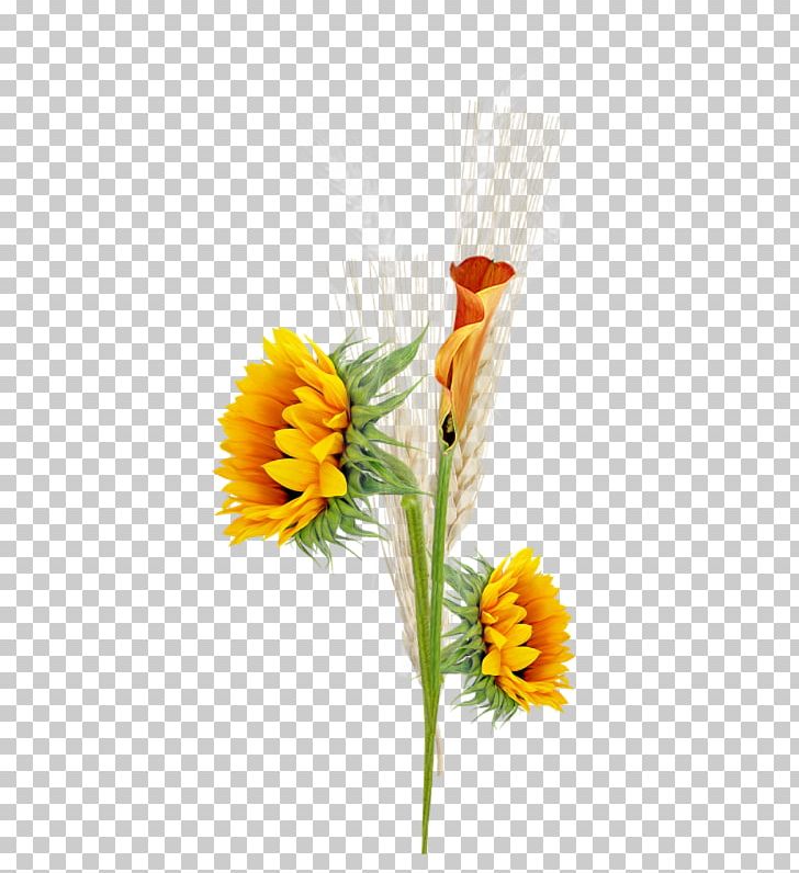 Common Sunflower PhotoScape Photography PNG, Clipart, Artificial Flower, Blog, Calendula, Commodity, Computer Software Free PNG Download