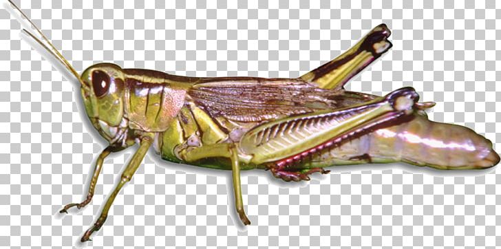 Insect Grasshopper Longman Dictionary Of Contemporary English Arthropod PNG, Clipart, Animals, Arthropod, British English, Cri, Cricket Free PNG Download