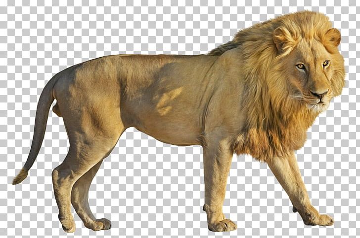 Lion Roar PNG, Clipart, Animals, Big Cats, Carnivoran, Cat Like Mammal, Clip Art Free PNG Download
