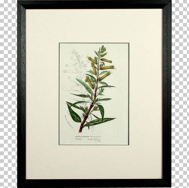Twig Plant Stem Frames Leaf Flower PNG, Clipart, Branch, Flora, Flower, Herb, Leaf Free PNG Download