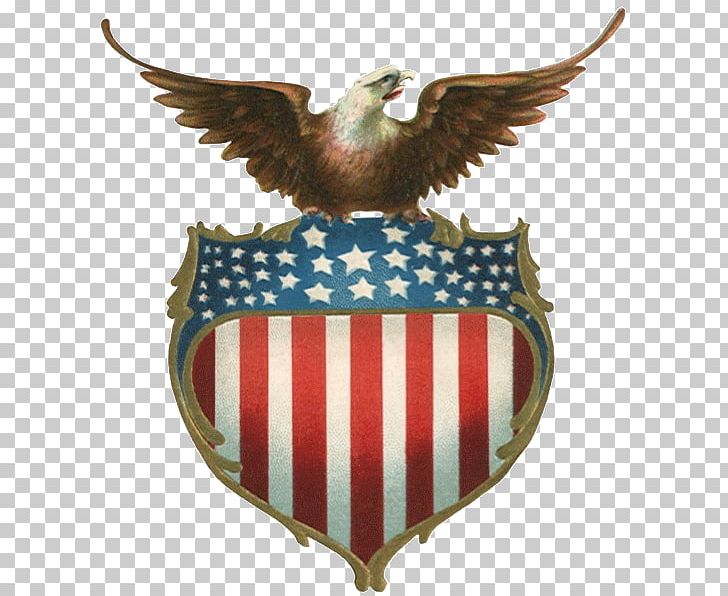 America's Bald Eagle Allegiance Health Management White-tailed Eagle PNG, Clipart,  Free PNG Download