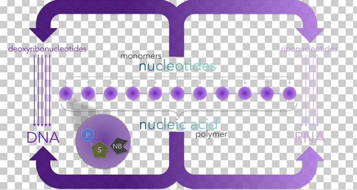 Deoxyribonucleotide Nitrogenous Base Nucleic Acid Adenine PNG, Clipart, Acid, Adenine, Angle, Area, Base Free PNG Download