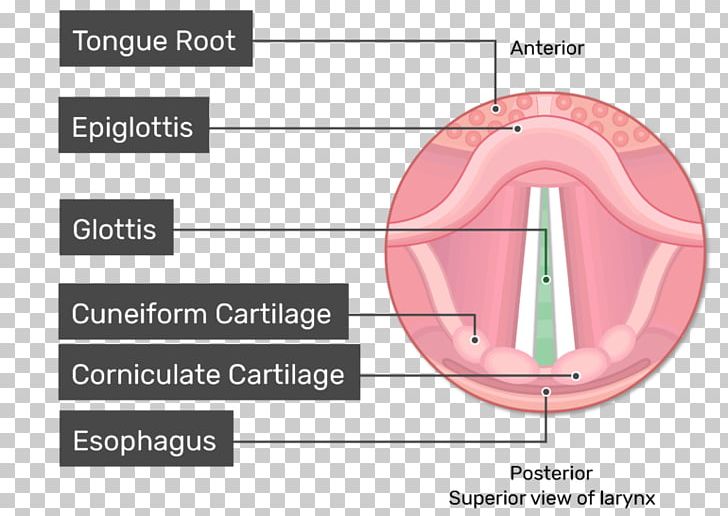 Glottis Larynx Vocal Folds Vestibular Fold Anatomy PNG, Clipart, Anatomy, Angle, Diagram, Ear, Epiglottis Free PNG Download