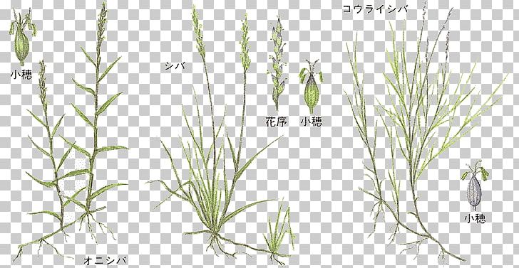 Sweet Grass Twig Plant Stem Line Art PNG, Clipart, Branch, Commodity, Flora, Flower, Flowering Plant Free PNG Download