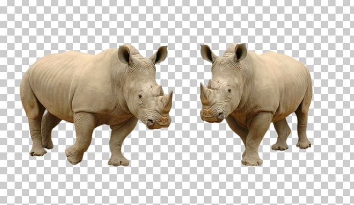 White Rhinoceros Hippopotamus Lion Stock Photography PNG, Clipart, Animals, Brazil, Clips, Commercial Use Rhino, Download Free PNG Download