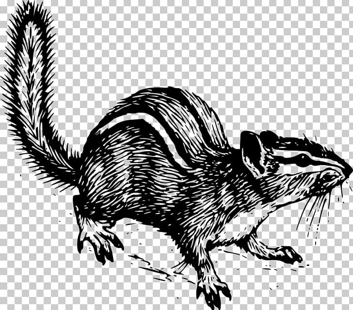 Squirrel Computer Icons Rodent PNG, Clipart, Animals, Black And White, Carnivoran, Chipmunk, Common Opossum Free PNG Download