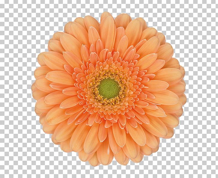 Transvaal Daisy Cut Flowers Daisy Family Orange PNG, Clipart, Chrysanthemum, Chrysanths, Color, Cut Flowers, Daisy Family Free PNG Download