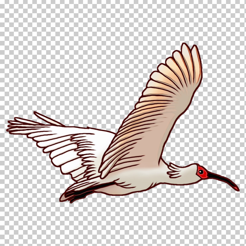 Feather PNG, Clipart, Beak, Bird Migration, Birds, Birds Wing, Crane Free PNG Download