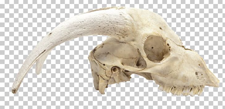 Animal Skulls Skeleton Bone PNG, Clipart, Animal, Animal Skulls, Bone, Brain, Cat Free PNG Download