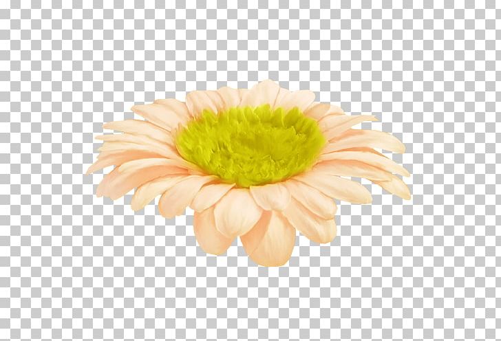 Chrysanthemum Yellow Transvaal Daisy PNG, Clipart, Chrysanthemum, Chrysanths, Computer Icons, Cut Flowers, Daisy Free PNG Download