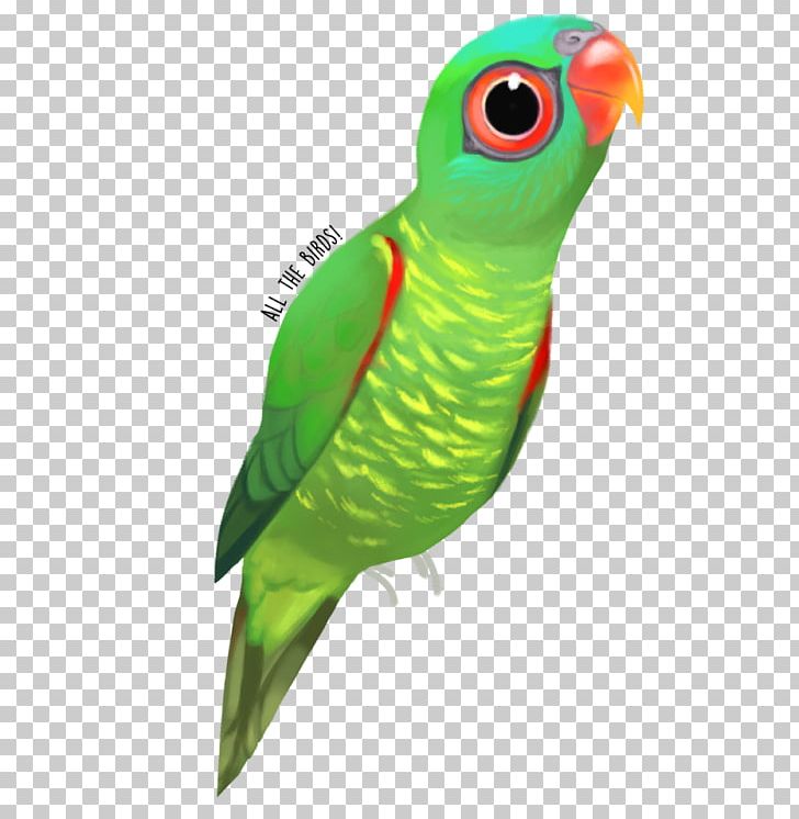 Macaw Parakeet Feather Beak Wing PNG, Clipart, Beak, Bird, Common Pet Parakeet, Fauna, Feather Free PNG Download