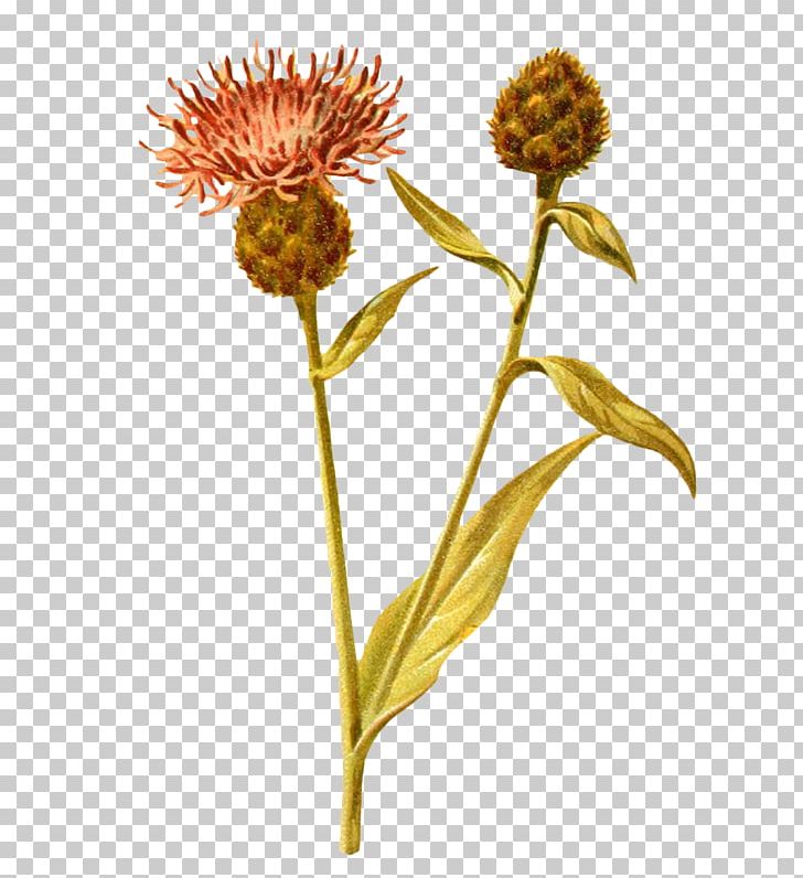 Plant Green Dandelion Drawing PNG, Clipart, Blue, Cartoon, Chrysanths, Daisy Family, Download Free PNG Download