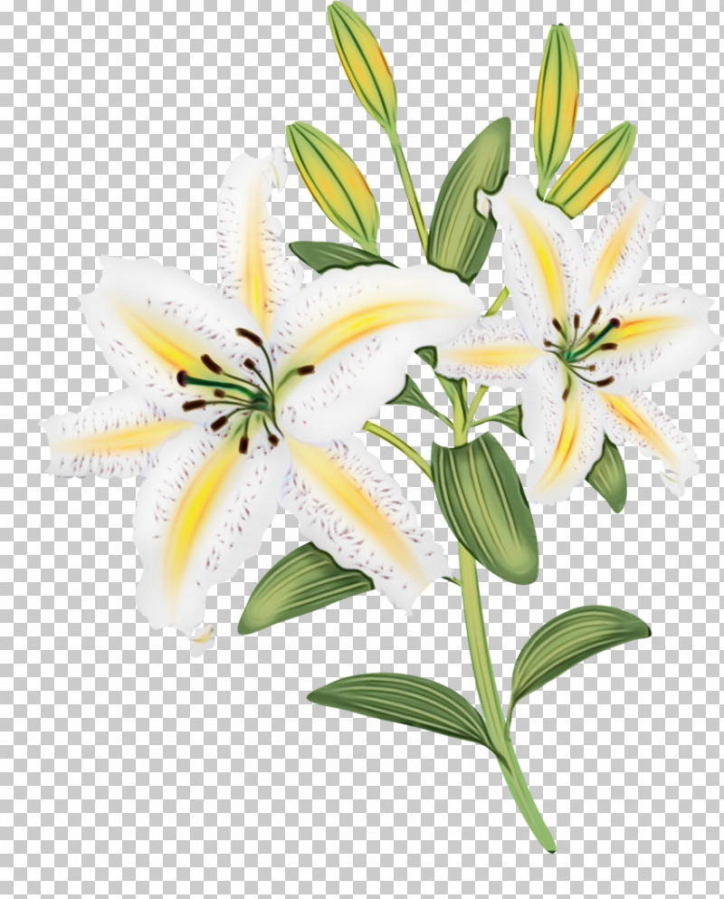 Flower Lily White Plant Yellow PNG, Clipart, Bouquet, Cut Flowers, Edelweiss, Flower, Lily Free PNG Download