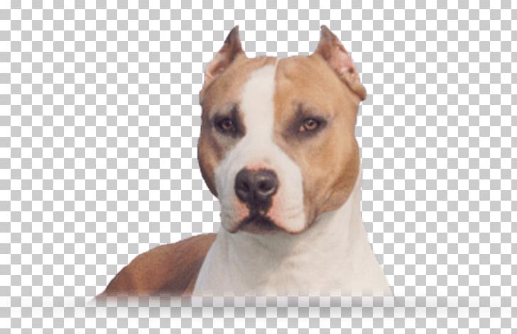 American Staffordshire Terrier American Pit Bull Terrier Staffordshire Bull Terrier Dog Breed PNG, Clipart, American Pit Bull Terrier, American Staffordshire, American Staffordshire Terrier, Animals, Billy Free PNG Download