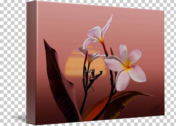 Flower Still Life Photography Petal PNG, Clipart, Flora, Flower, Flowering Plant, Nature, New York State Route 3 Free PNG Download