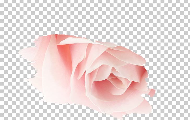 Garden Roses Pink M Petal Close-up PNG, Clipart, Closeup, Flower, Flowering Plant, Garden, Garden Roses Free PNG Download