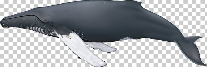 Humpback Whale Sei Whale Cetaceans Blue Whale Minke Whale PNG, Clipart, Blue Whale, Cetaceans, Humpback Whale, Minke Whale, Sei Whale Free PNG Download