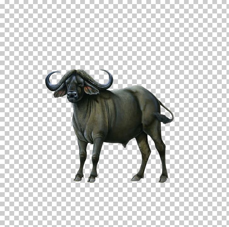 Water Buffalo American Bison Silhouette PNG, Clipart, African Buffalo, American Bison, Bison, Bull, Cattle Like Mammal Free PNG Download