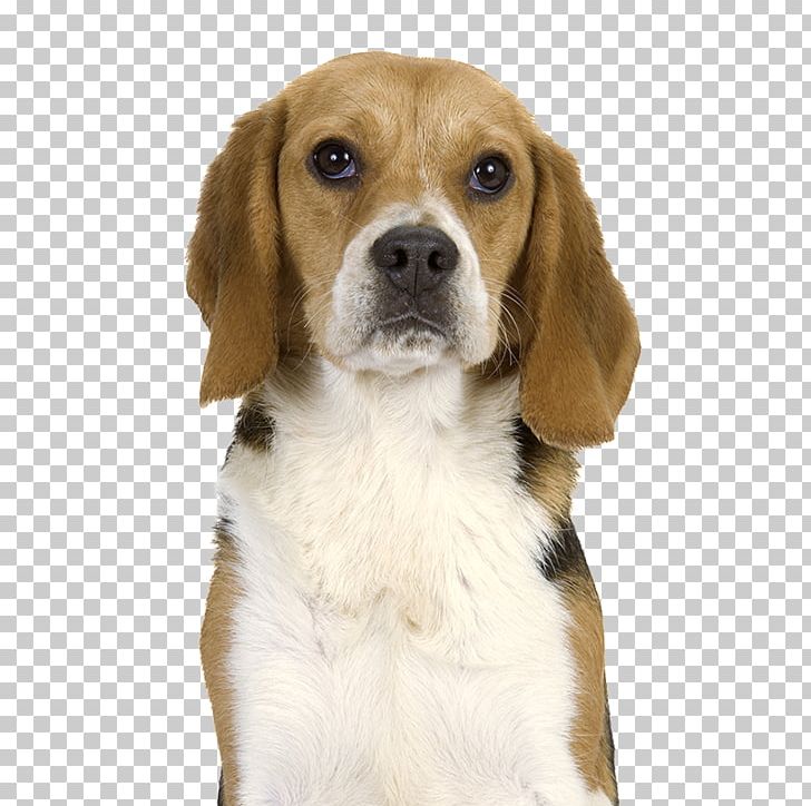Beagle-Harrier English Foxhound Beagle-Harrier American Foxhound PNG, Clipart, American Foxhound, Animals, Beagle, Beagleharrier, Beagle Harrier Free PNG Download
