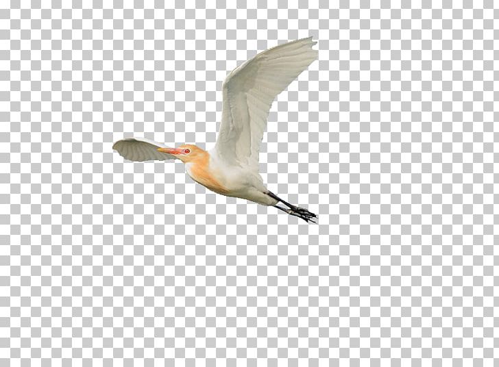 Beak Eastern Cattle Egret Bird PNG, Clipart, Beak, Bird, Cattle Egret, Cygnini, Ducks Geese And Swans Free PNG Download