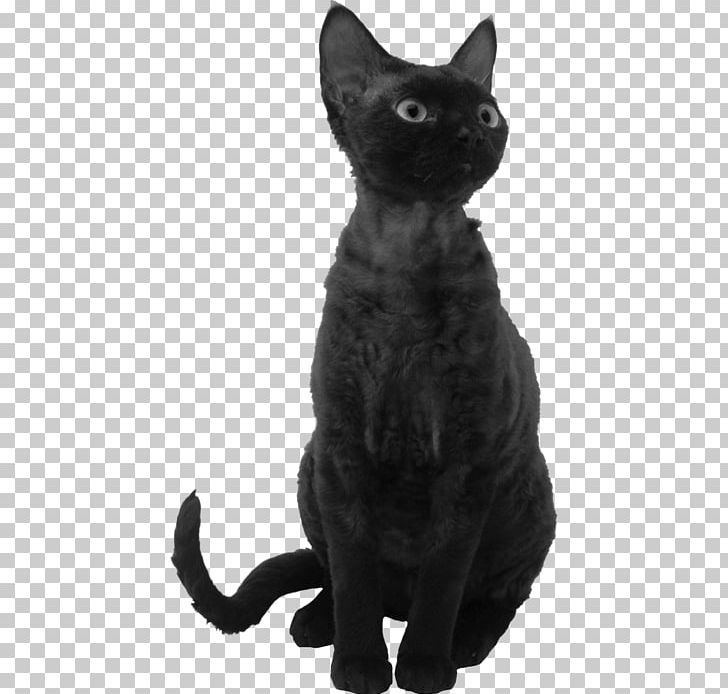 Black Cat Bombay Cat Korat Devon Rex American Wirehair PNG, Clipart, American Wirehair, Animals, Black, Carnivoran, Cat Like Mammal Free PNG Download