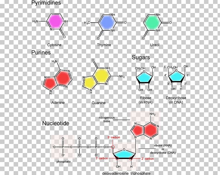 Nucleotide Nitrogenous Base Nucleic Acid Structure Pentose PNG, Clipart, Acid, Angle, Area, Base, Base Pair Free PNG Download