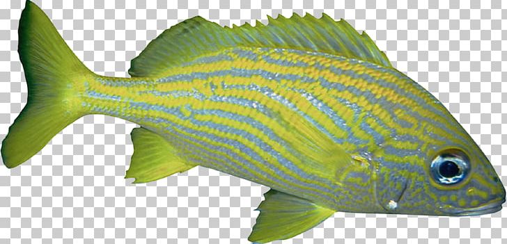 Fish Green PNG, Clipart, Animals, Aquariums, Chomikujpl, Coral Reef Fish, Ecosystem Free PNG Download