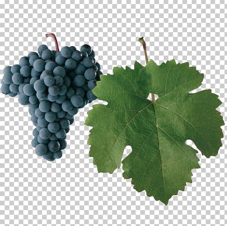 Grape Seed Extract Seedless Fruit Grape Leaves PNG, Clipart, Cabernet, Food, Fruit, Fruit Nut, Grape Free PNG Download