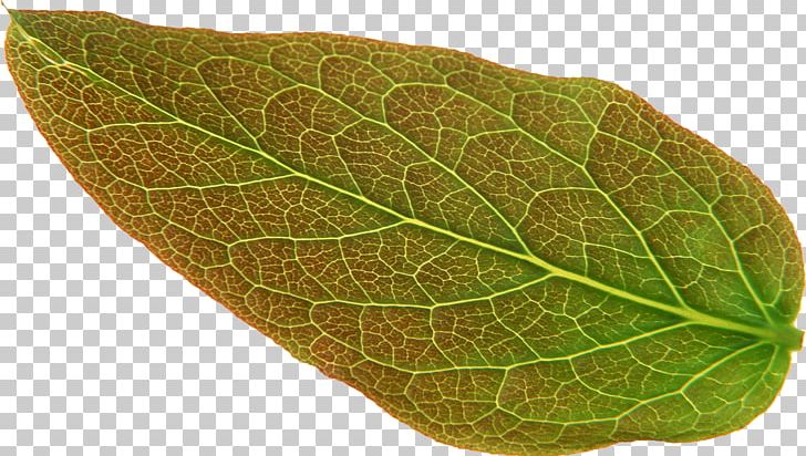 Leaf Malus Spectabilis Art PNG, Clipart, Art, Begonia, Begonia Grandis, Creative Work, Green Free PNG Download