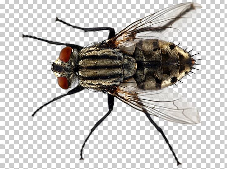 Housefly Stock Photography Insect Compound Eye PNG, Clipart, Arthropod, Beetle, Compound Eye, Dengue, Eye Free PNG Download