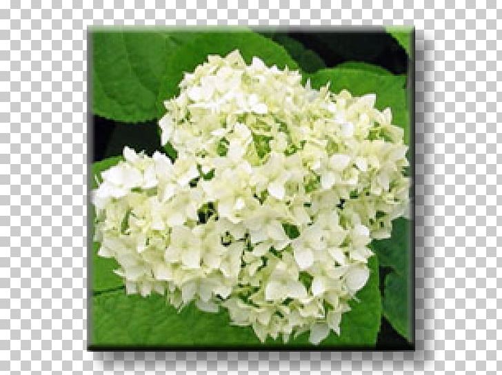 Hydrangea Shrub Garden Common Hibiscus Rose PNG, Clipart, Common Hibiscus, Cornales, Cut Flowers, Flower, Flowering Plant Free PNG Download