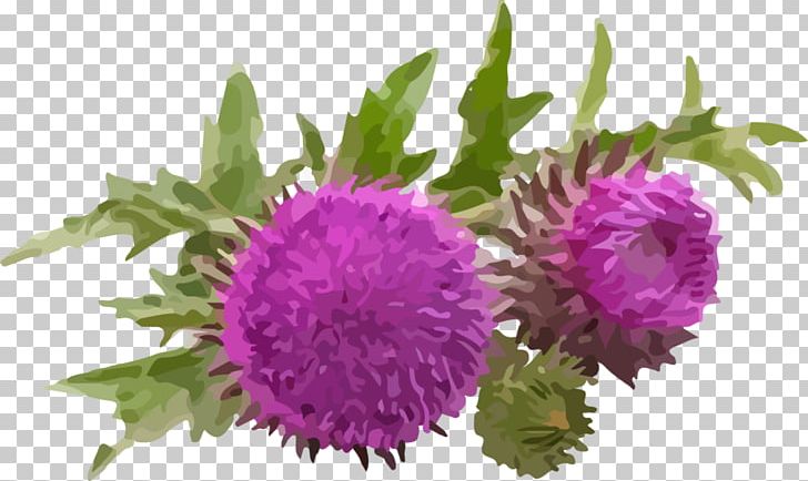 Milk Thistle Dietary Supplement Silibinin Herb PNG, Clipart, Annual Plant, Antioxidant, Aster, Botanical Name, Cut Flowers Free PNG Download