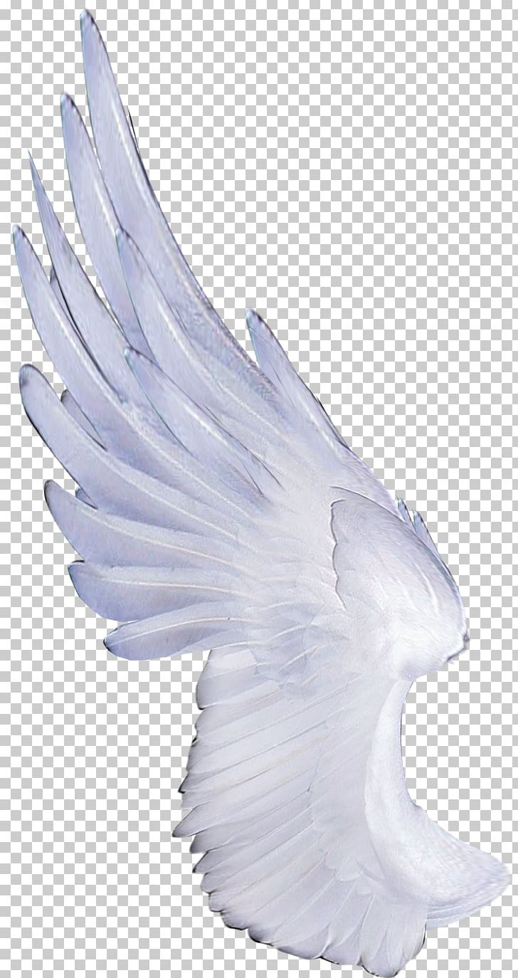 Bird Tail Desktop Wallpaper PNG, Clipart, Angel, Beak, Bird, Bird Of Prey, Computer Icons Free PNG Download