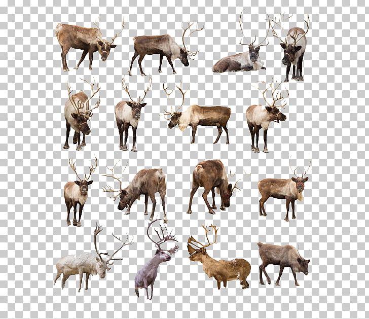 Reindeer Elk PNG, Clipart, Animals, Antler, Cattle Like Mammal, Deer, Elk Free PNG Download