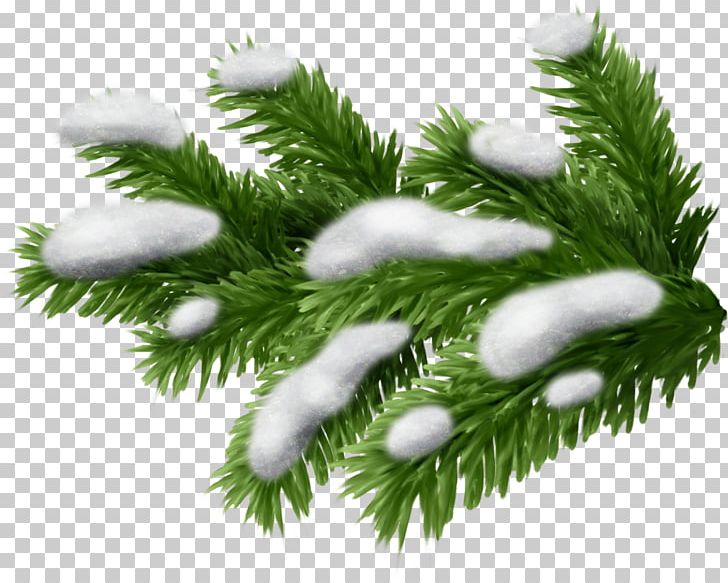 Spruce Conifers Pine Branch PNG, Clipart, Branch, Cedar, Christmas Decoration, Christmas Ornament, Conifer Free PNG Download