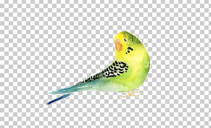 Budgerigar Parrot Bird Watercolor Painting PNG, Clipart, Animal Painter, Animals, Art, Beak, Birds Free PNG Download