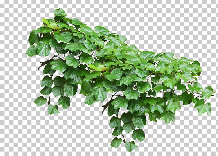 Common Ivy Vine Plant PNG, Clipart, Aerial Root, Branch, Christmas Plants, Climbing, Climbing Tiger Free PNG Download