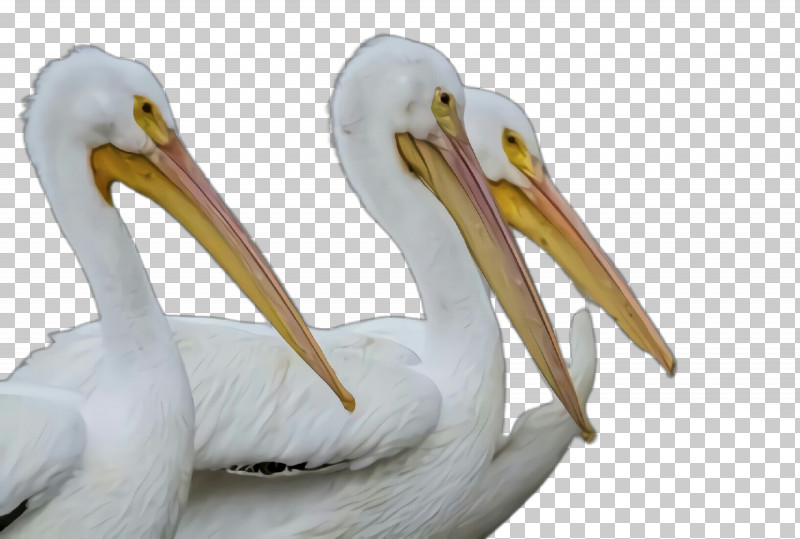 Bird Pelican Beak White Pelican Pelecaniformes PNG, Clipart, Beak, Bird, Ciconiiformes, Pelecaniformes, Pelican Free PNG Download