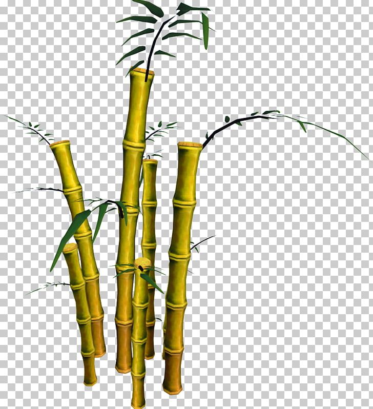 Bamboo Tree Phyllostachys Aurea Plant PNG, Clipart, Bamboe, Bamboo, Bamboo Musical Instruments, Bambusa, Bambusa Bambos Free PNG Download