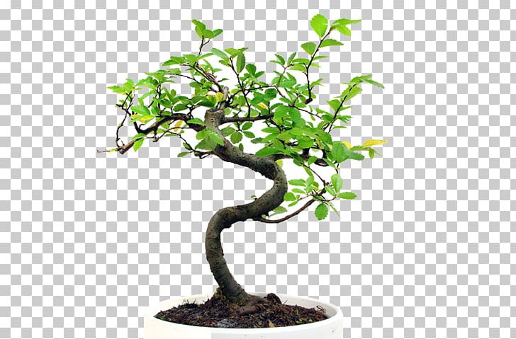 Communication Bonsai Event Planning Akadama Sageretia Theezans PNG, Clipart, Akadama, Bonsai, Branch, Communication, Enfoque Free PNG Download