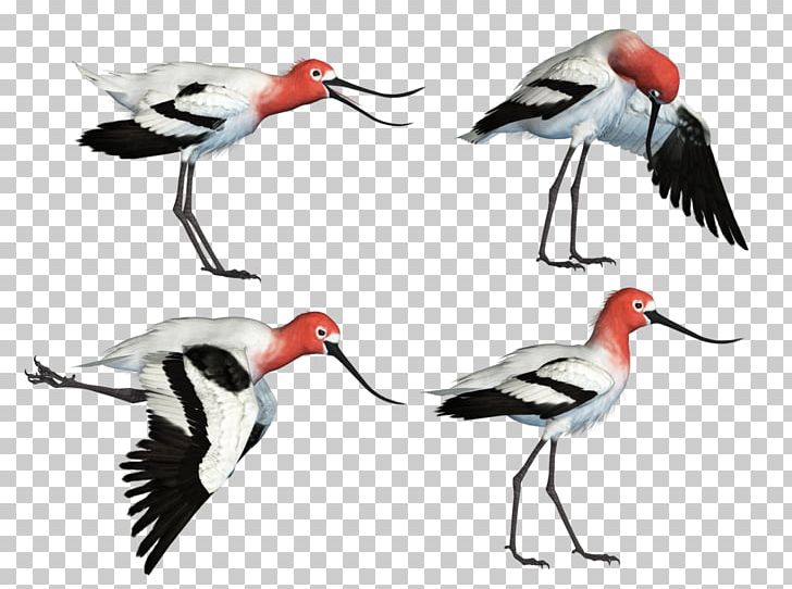 White Stork Water Bird Wader Beak PNG, Clipart, 3 August, American Robin, Animals, Beak, Bird Free PNG Download