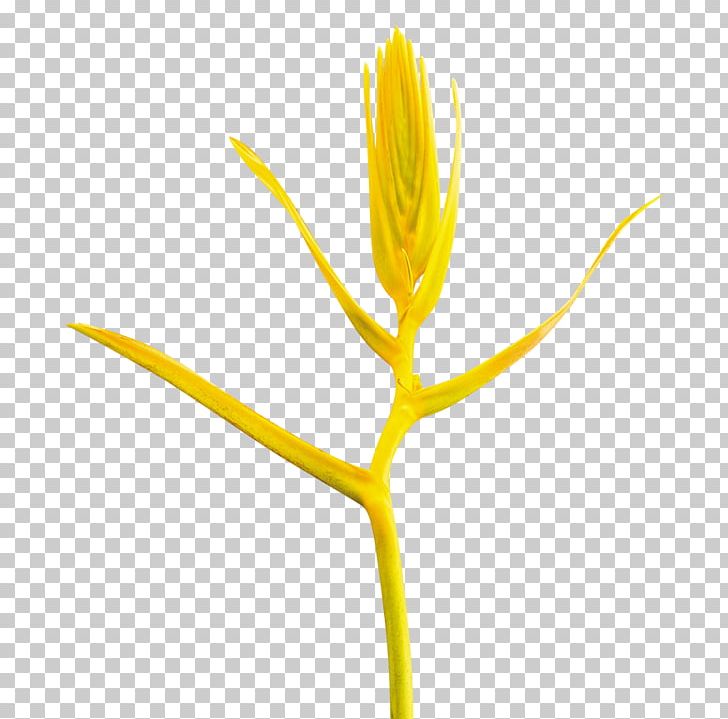 Flowering Plant Commodity Plant Stem Plants PNG, Clipart, Commodity, Flora, Flower, Flowering Plant, Heliconia Free PNG Download