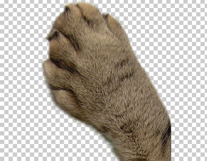 Cat Paw Mammal PNG, Clipart, 5 November, 26 September, Animals, Cat, Flickr Free PNG Download