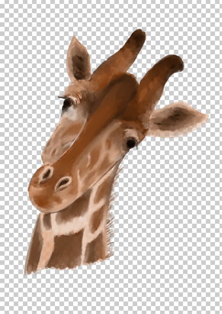Giraffe Neck Close-up Fur Snout PNG, Clipart, Animal, Animals, Closeup, Fauna, Fur Free PNG Download